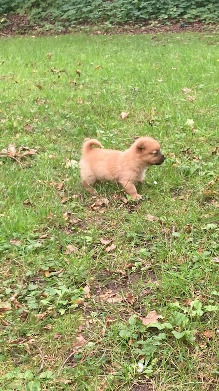 Chihuahua puppies for sale in Blantyre, Lanarkshire – 8 weeks old - Image 3 of 3