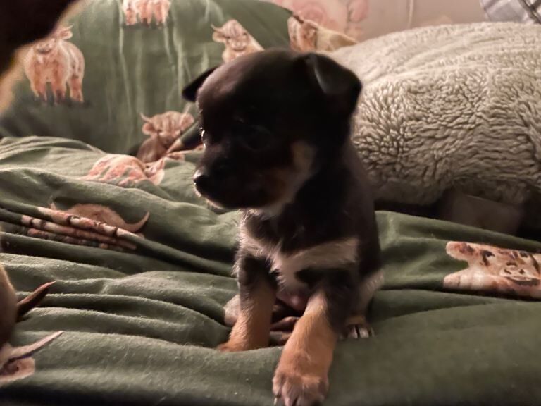 Chihuahua puppies 2 boys left