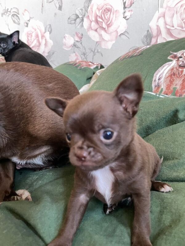Chihuahua puppies 2 boys left - Image 2 of 2