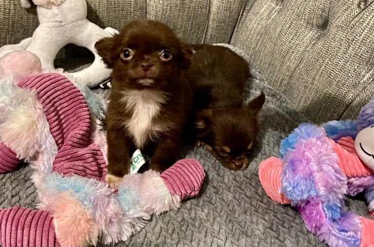 Chihuahua puppies for sale in Inverurie, Aberdeenshire – 11 weeks old