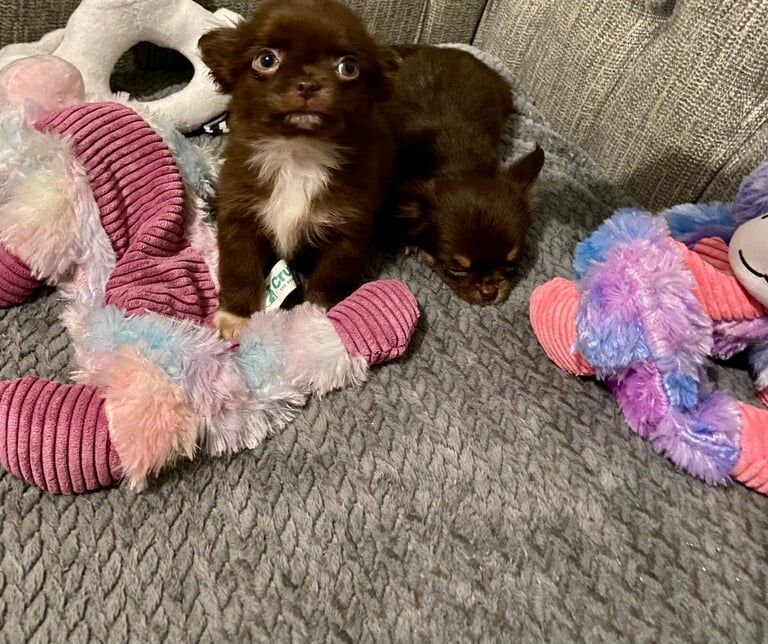 Chihuahua puppies for sale in Inverurie, Aberdeenshire – 11 weeks old - Image 2 of 3