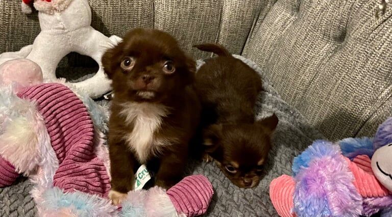 Chihuahua puppies for sale in Inverurie, Aberdeenshire – 11 weeks old - Image 3 of 3