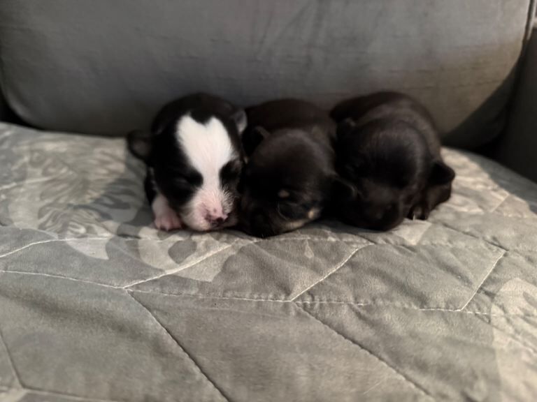 Chihuahua Puppies For Sale Under £1,000