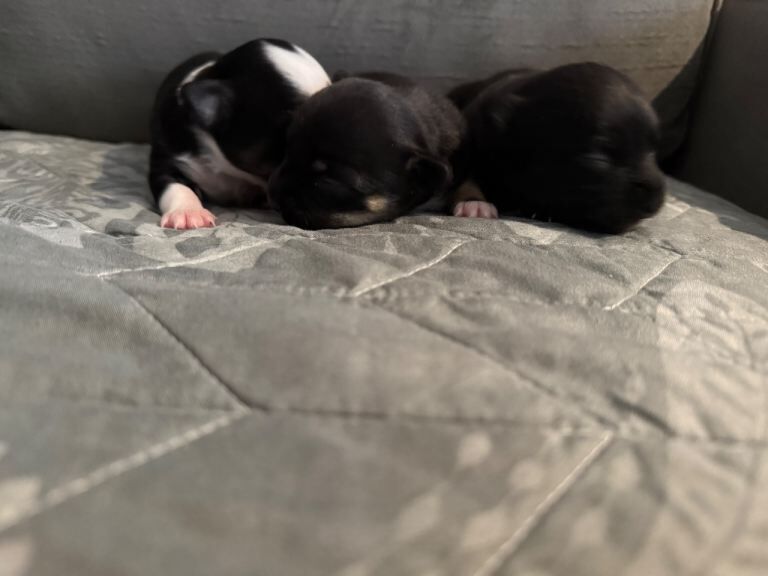 Chihuahua puppies 2 girls 1 boy - Image 2 of 4