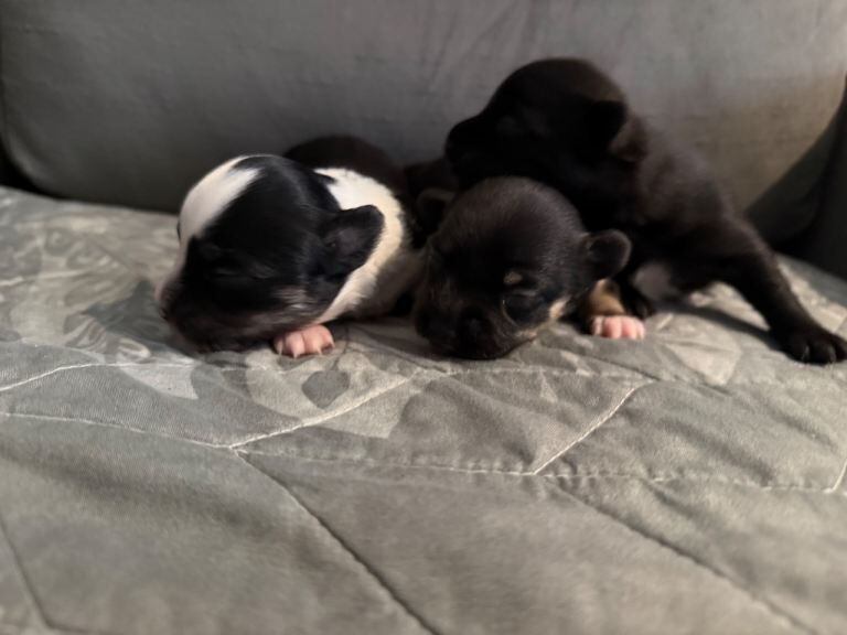 Chihuahua puppies 2 girls 1 boy - Image 3 of 4