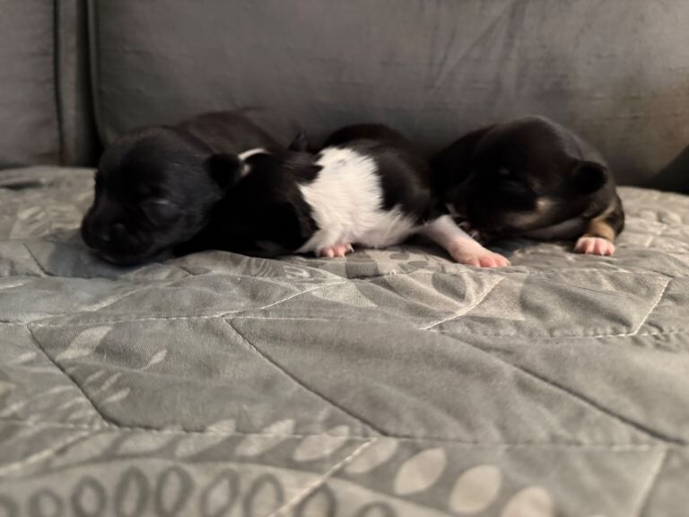 Chihuahua puppies 2 girls 1 boy - Image 4 of 4