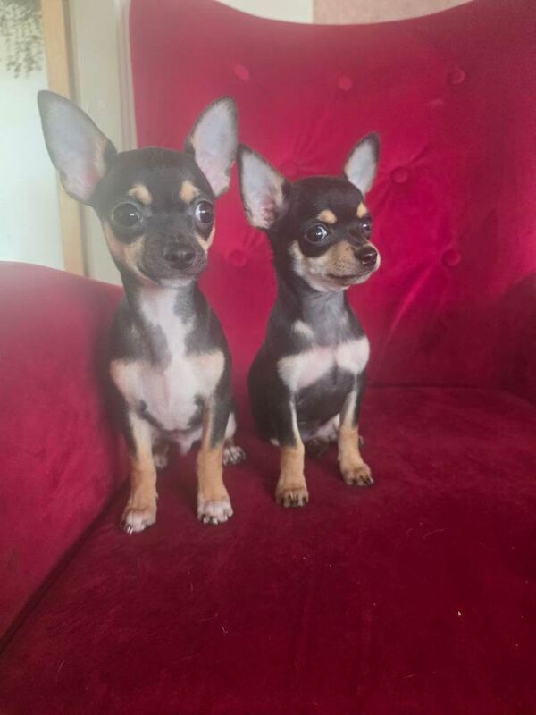 Chihuahua puppies, 2 male, black and tan