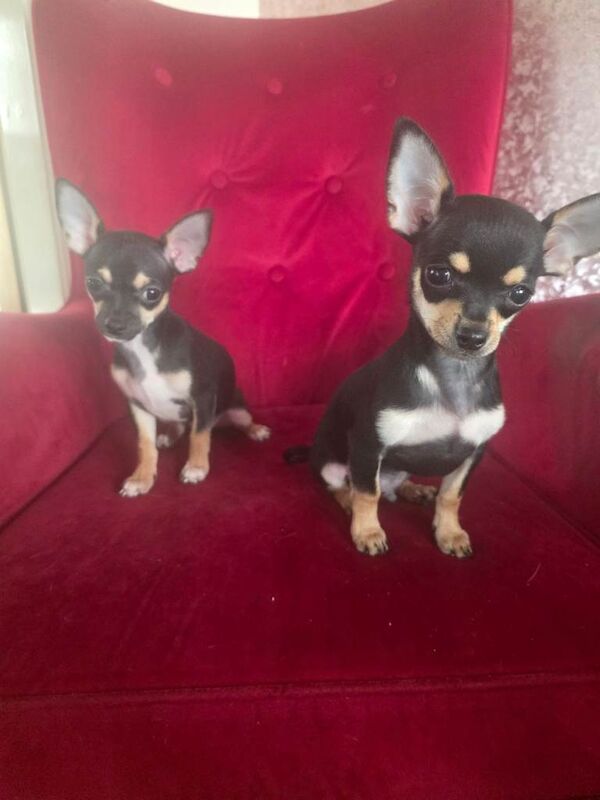 Chihuahua puppies, 2 male, black and tan - Image 2 of 3