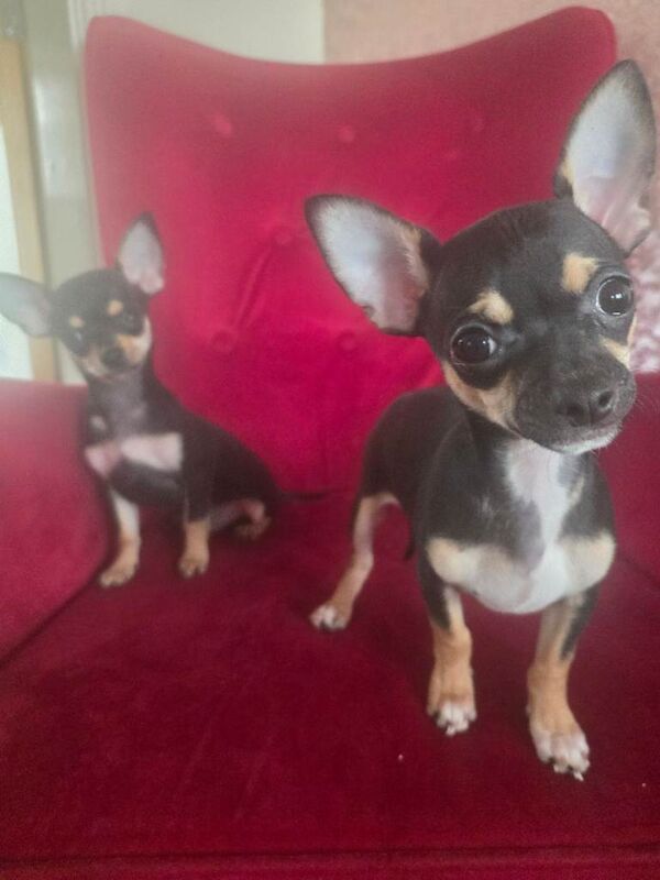 Chihuahua puppies, 2 male, black and tan - Image 3 of 3