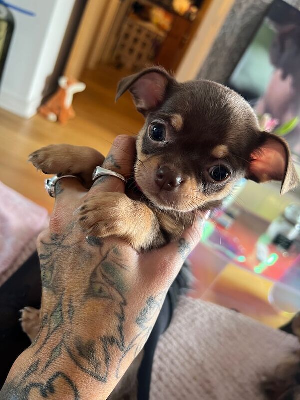 Chihuahua puppies for sale in Plymouth, Devon – 6 weeks old