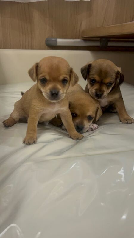 Chihuahua puppies for sale in Huthwaite, Nottinghamshire – 9 weeks old