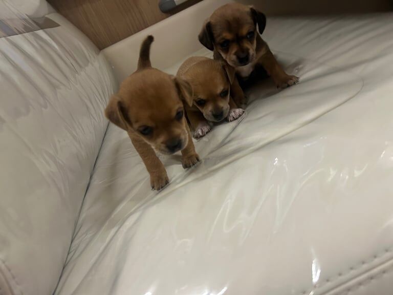Chihuahua puppies for sale in Huthwaite, Nottinghamshire – 9 weeks old - Image 2 of 3
