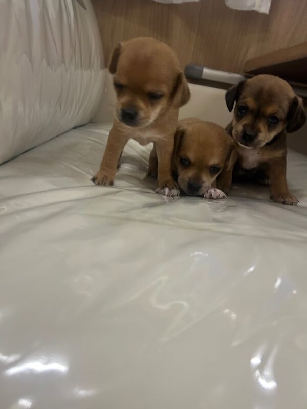 Chihuahua puppies for sale in Huthwaite, Nottinghamshire – 9 weeks old - Image 3 of 3