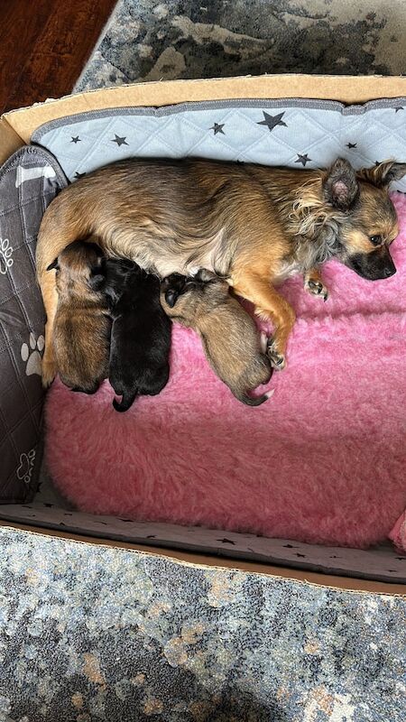 Chihuahua puppies for sale in Turriff, Aberdeenshire – 7 weeks old