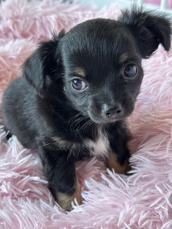 Chihuahua puppies for sale in Turriff, Aberdeenshire – 7 weeks old - Image 2 of 3