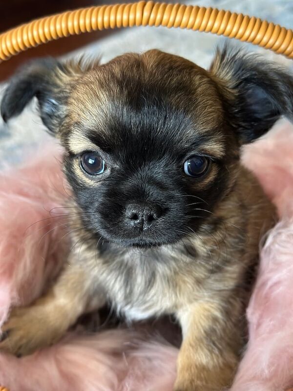Chihuahua puppies for sale in Turriff, Aberdeenshire – 7 weeks old - Image 3 of 3