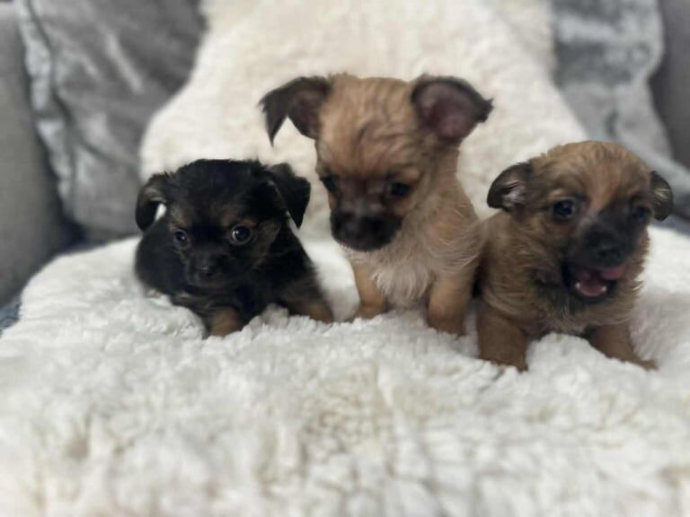 Chihuahua puppies for sale in Crewe, Cheshire – 8 weeks old