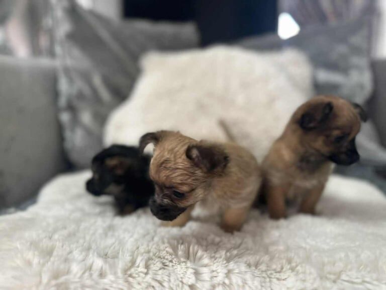 Chihuahua puppies for sale in Crewe, Cheshire – 8 weeks old - Image 3 of 3