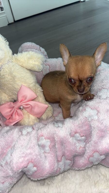 Chihuahua puppies for sale in Strabane, County Tyrone – 7 weeks old - Image 2 of 3