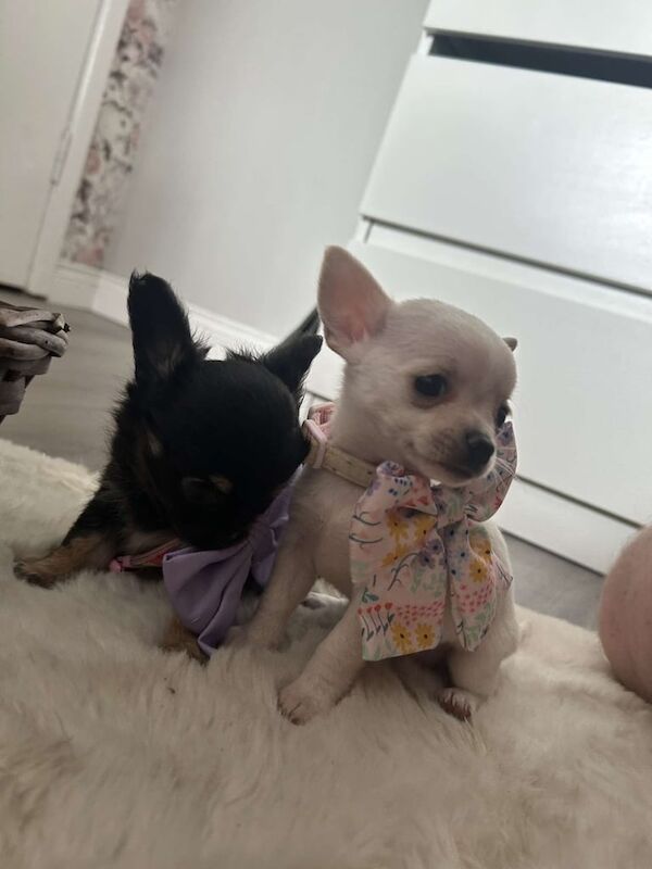 Chihuahua puppies for sale in Strabane, County Tyrone – 7 weeks old - Image 3 of 3
