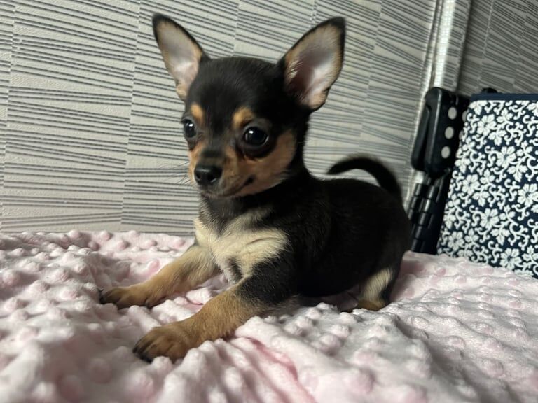 Chihuahua puppies for sale in Castle Bromwich, West Midlands – 8 weeks old