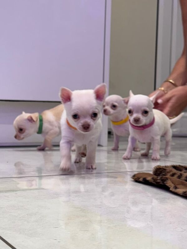 Chihuahua puppies for sale in Coventry, West Midlands – 7 weeks old