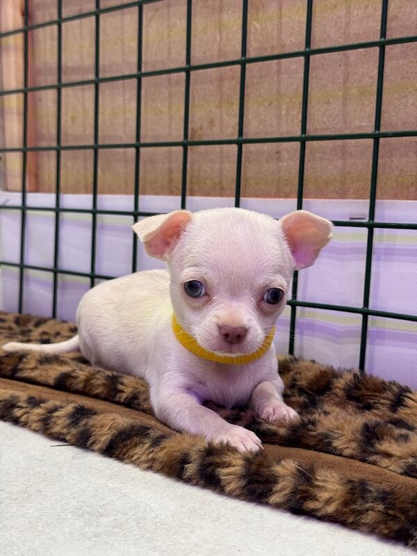 Chihuahua puppies for sale in Coventry, West Midlands – 7 weeks old - Image 3 of 3