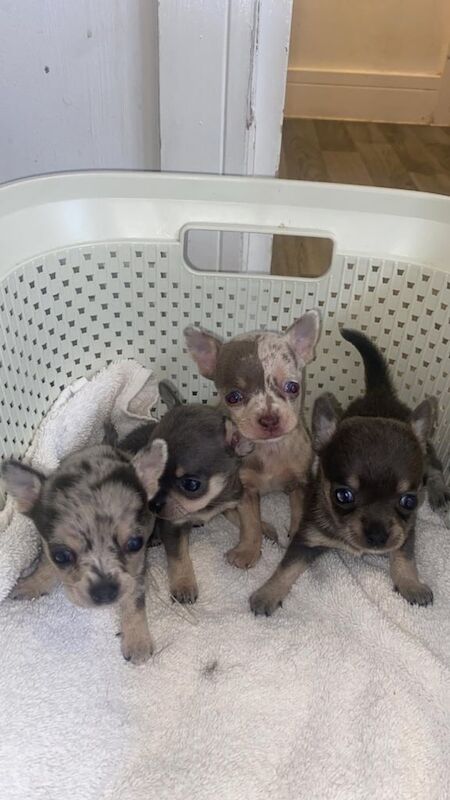 Chihuahua puppies for sale in Harrietsham, Kent – 5 weeks old
