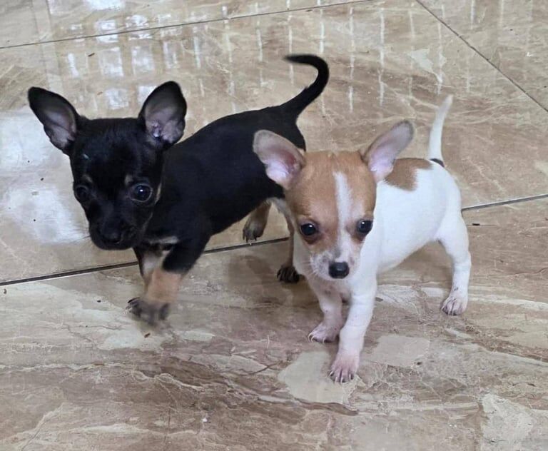 Chihuahua puppies for sale in Redbridge, Greater London – 9 weeks old - Image 2 of 3