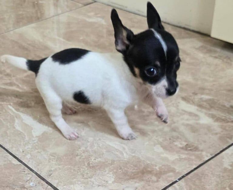 Chihuahua puppies for sale in Redbridge, Greater London – 9 weeks old - Image 3 of 3