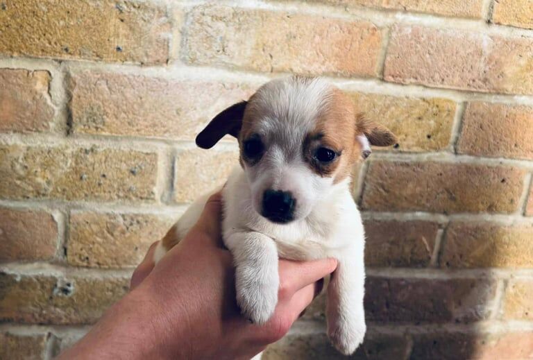 Chihuahua puppies for sale in Redbridge, Greater London – 8 weeks old