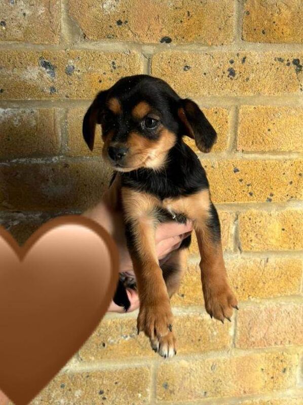 Chihuahua puppies for sale in Redbridge, Greater London – 8 weeks old - Image 2 of 3