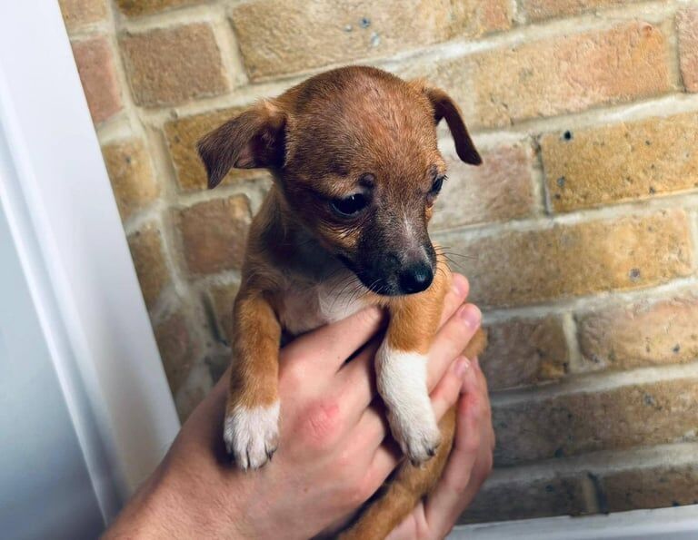 Chihuahua puppies for sale in Redbridge, Greater London – 8 weeks old - Image 3 of 3