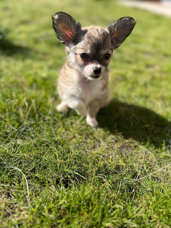 Chihuahua puppies for sale in Bransholme, East Riding of Yorkshire – 9 weeks old