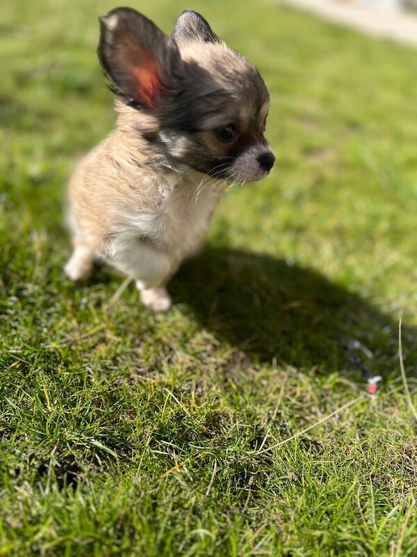 Chihuahua puppies for sale in Bransholme, East Riding of Yorkshire – 9 weeks old - Image 2 of 3