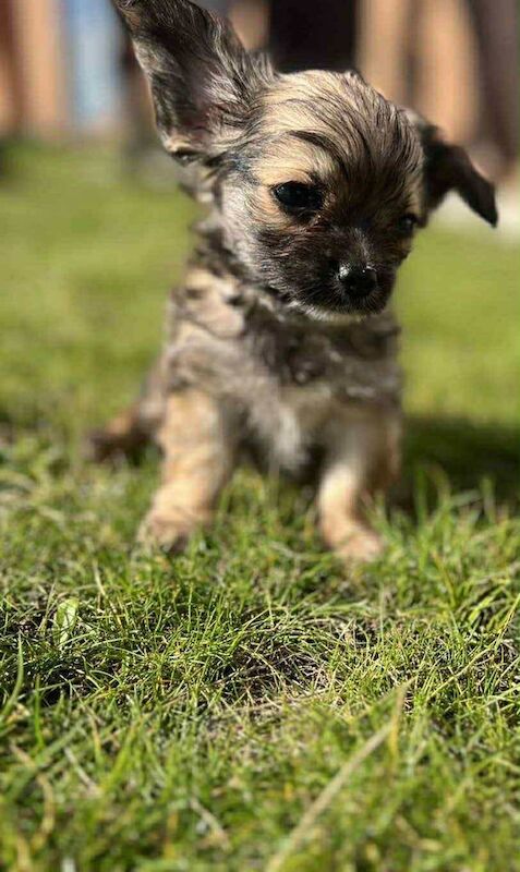 Chihuahua puppies for sale in Bransholme, East Riding of Yorkshire – 9 weeks old - Image 3 of 3
