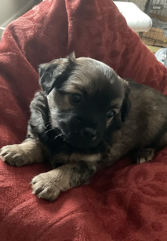 Chihuahua puppies for sale in Norwich, Norfolk – 5 weeks old