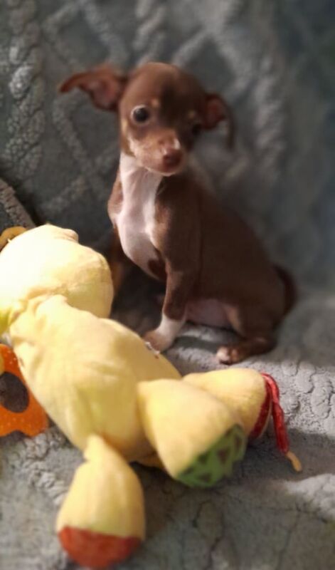 Chihuahua puppies for sale in Dunmurry, County Antrim – 10 weeks old