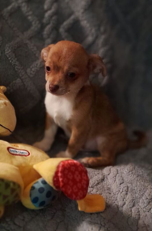 Chihuahua puppies for sale in Dunmurry, County Antrim – 10 weeks old - Image 2 of 3