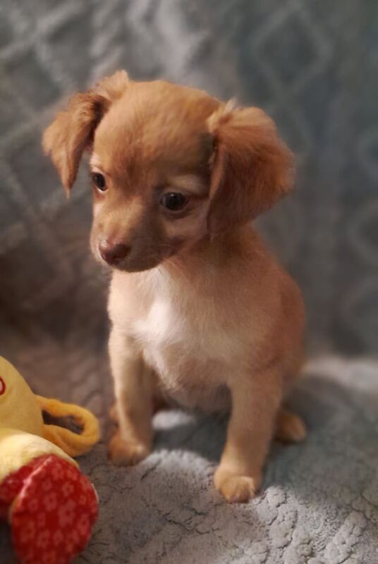 Chihuahua puppies for sale in Dunmurry, County Antrim – 10 weeks old - Image 3 of 3
