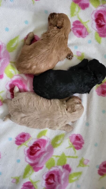 Chihuahua puppies for sale in Norwich, Norfolk – 4 weeks old - Image 3 of 3