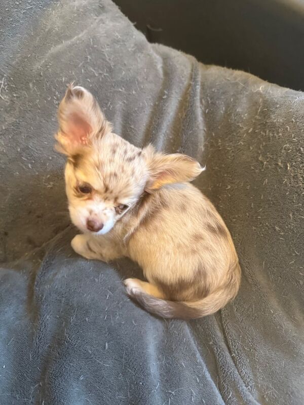 Chihuahua puppies for sale in Chelmsford, Essex – 8 weeks old