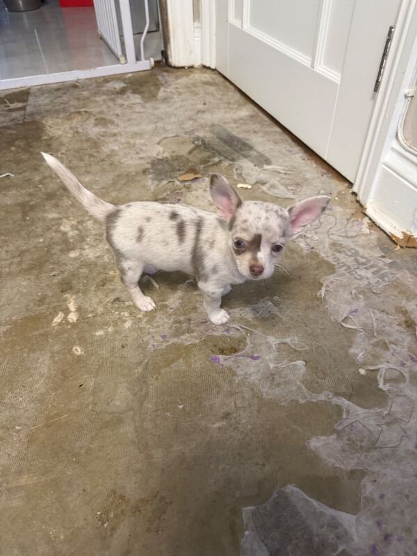 Chihuahua puppies for sale in Chelmsford, Essex – 8 weeks old - Image 2 of 6