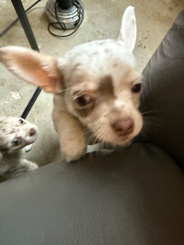Chihuahua puppies for sale in Chelmsford, Essex – 8 weeks old - Image 4 of 6