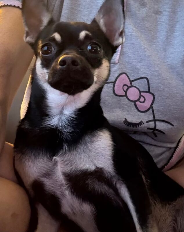Chihuahua puppies for sale in Chelmsford, Essex – 8 weeks old - Image 6 of 6
