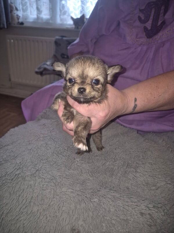 Chihuahua puppies for sale in Kettering, Northamptonshire – 6 weeks old