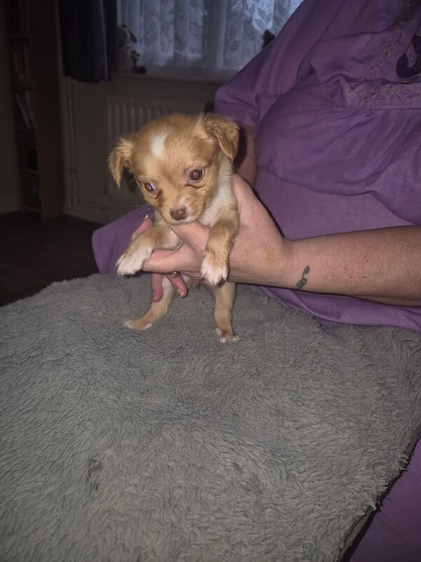 Chihuahua puppies for sale in Kettering, Northamptonshire – 6 weeks old - Image 2 of 2
