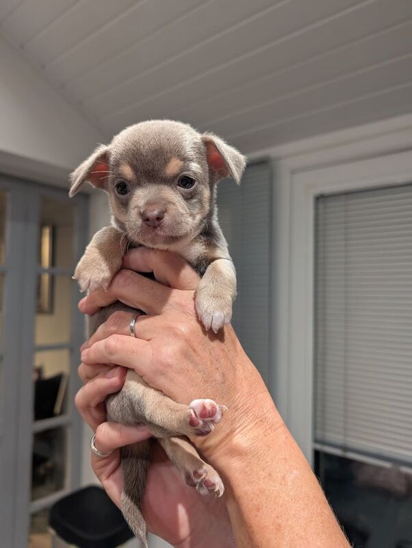Chihuahua puppies for sale in Plymouth, Devon – 7 weeks old