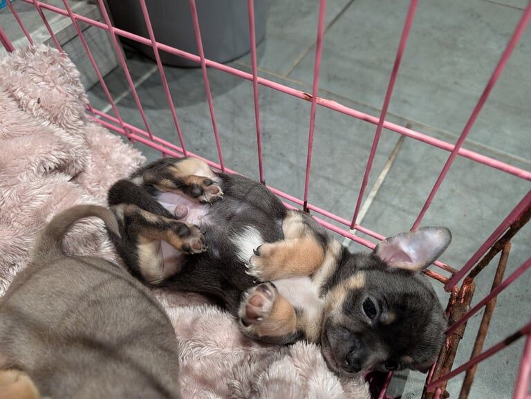 Chihuahua puppies for sale in Plymouth, Devon – 7 weeks old - Image 2 of 3