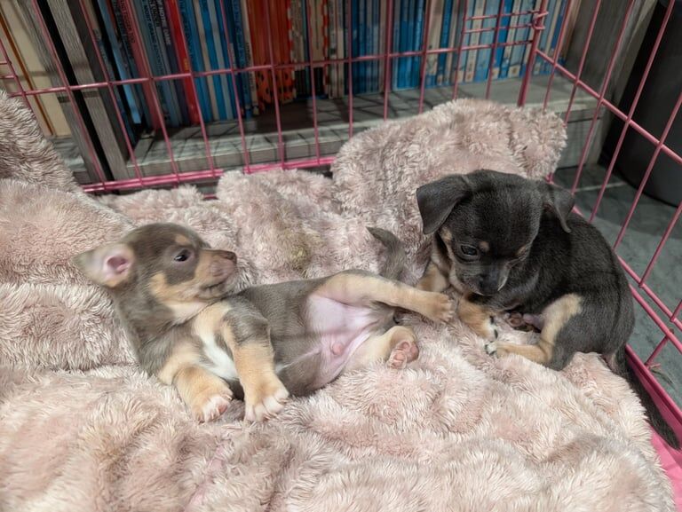 Chihuahua puppies for sale in Plymouth, Devon – 7 weeks old - Image 3 of 3